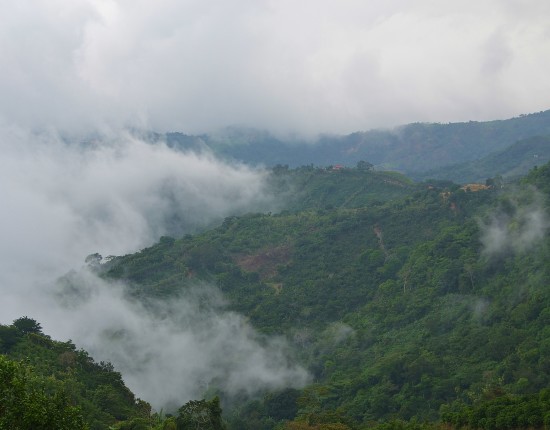 cloudforest