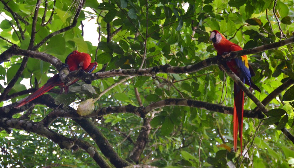 Macaws Naucaya Falls