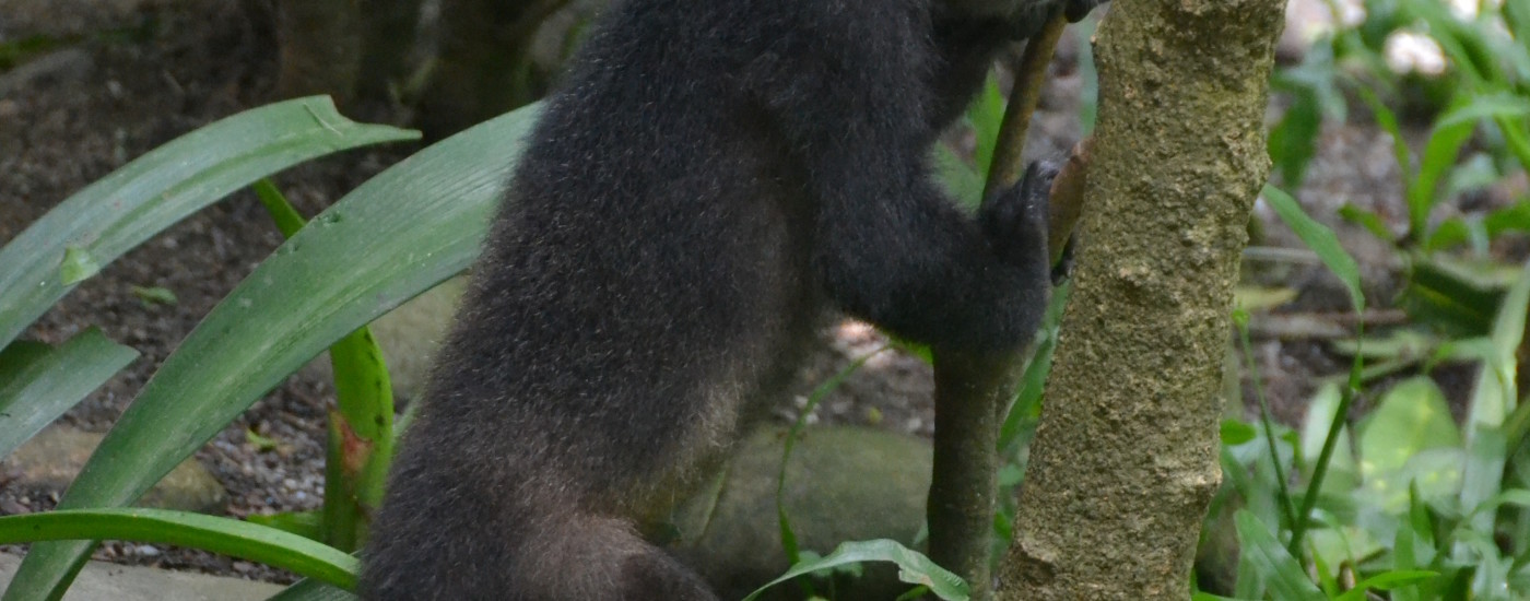 Howler Monkey