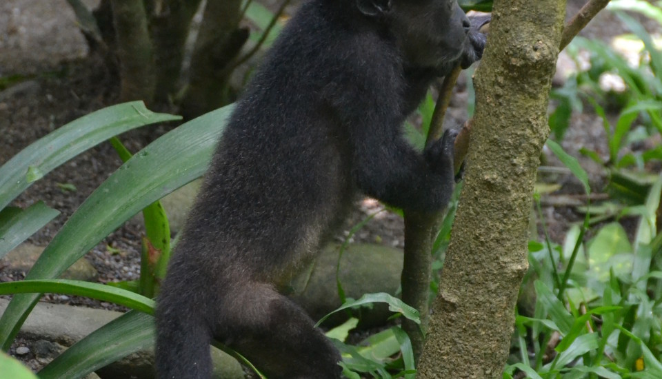 Howler Monkey