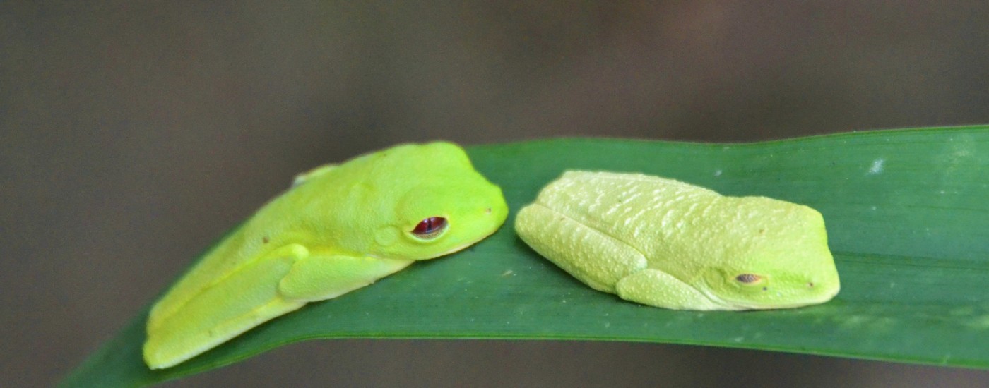 tree frogs