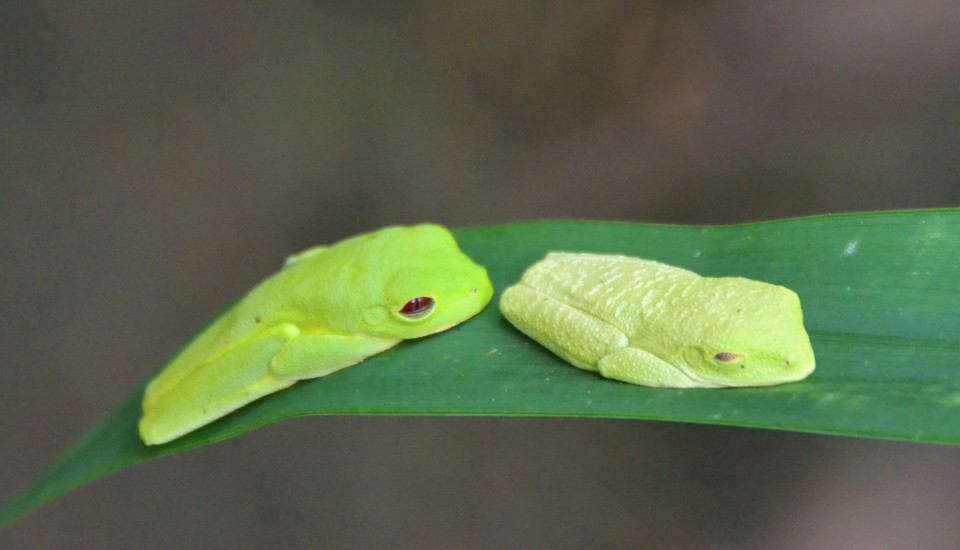 tree frogs