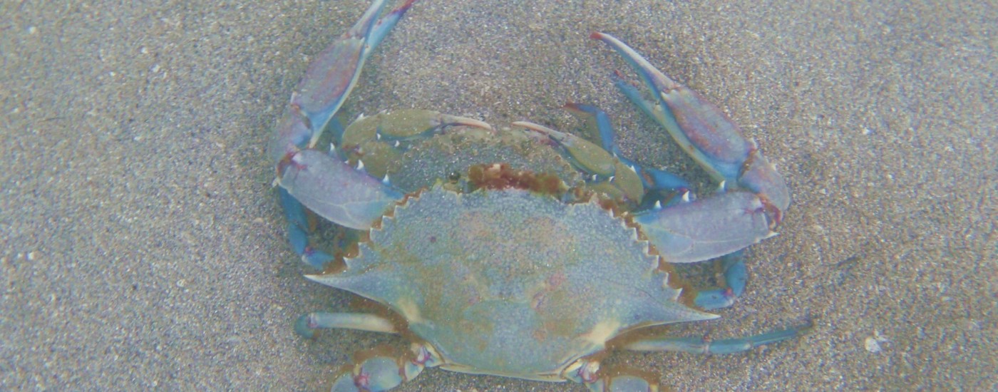 bluecrab