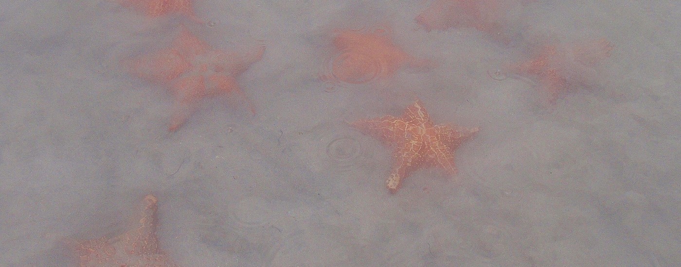 starfish