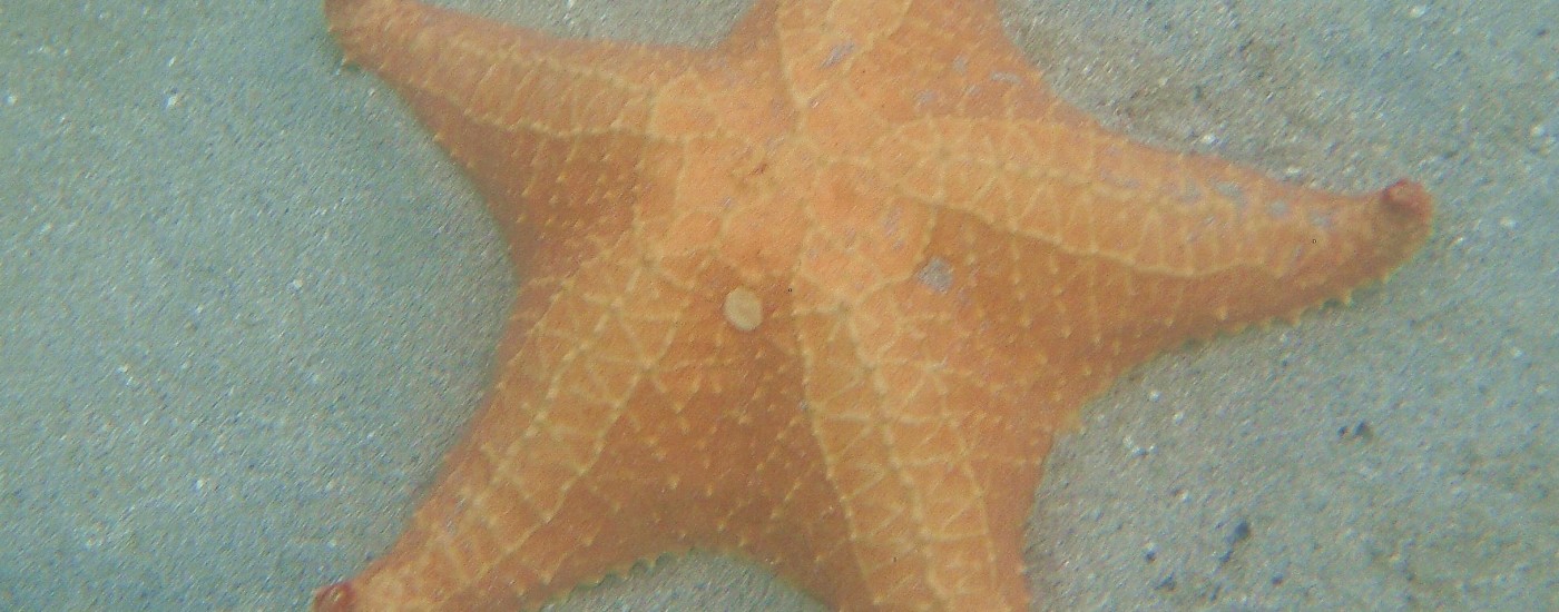 starfish