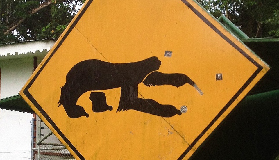 sloth crossing