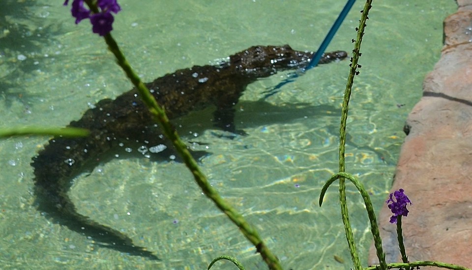 crocodile, Costa Rica