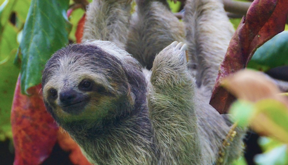 sloth in Costa Rica